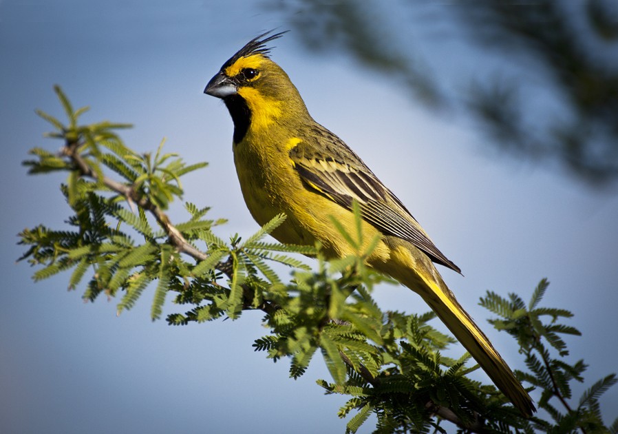 "Soberbio Cardenal Amarillo" de Armando Glielmi