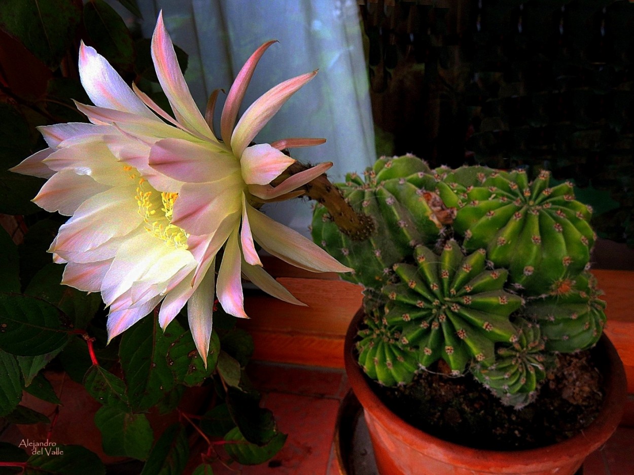 "La flor casi ms grande que el cactus" de Alejandro del Valle