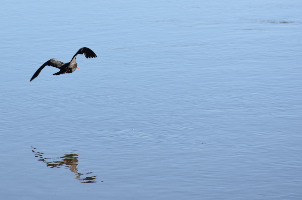 "Vuelo y reflejo" de Daniel Oliveros