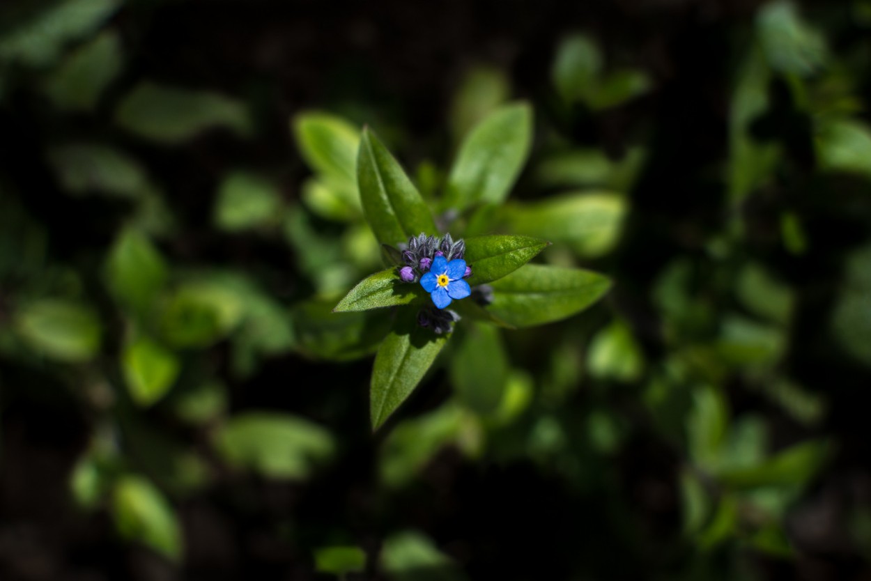 "Las flores de Mam, Bariloche." de Fabio Cambronero