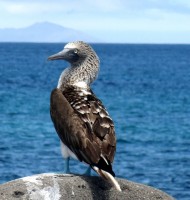 Piquero patas azules, Galpagos