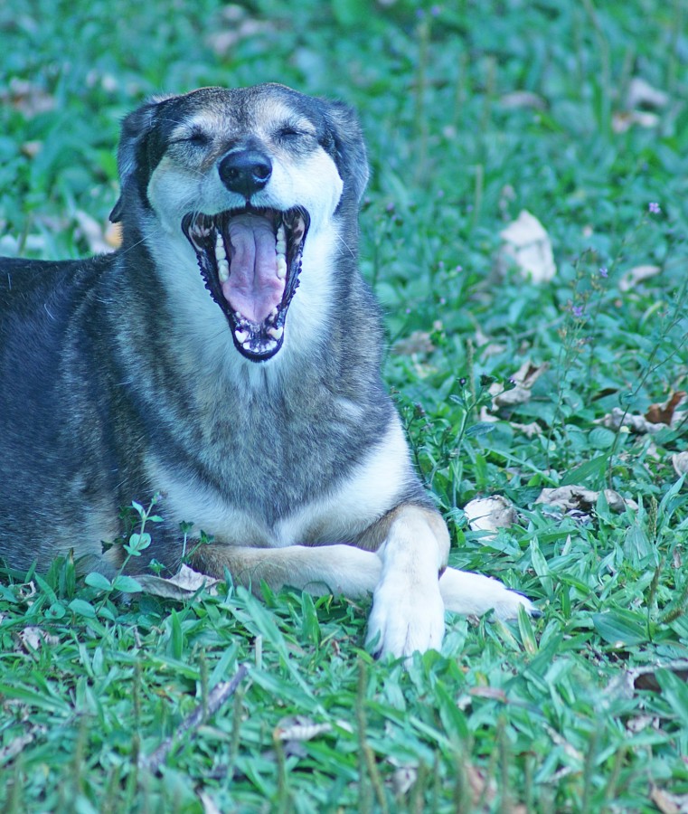 "Uma pose especial para os Amigos da FotoRevista.." de Decio Badari