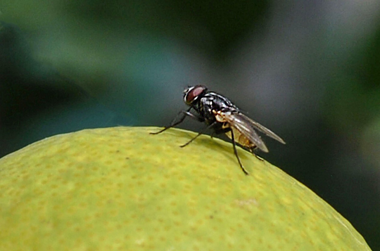 "La mosca" de Americo Rosa Pombinho