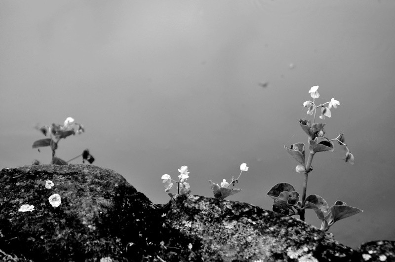 "Pequenas flores silvestres, buscando motivos...." de Decio Badari