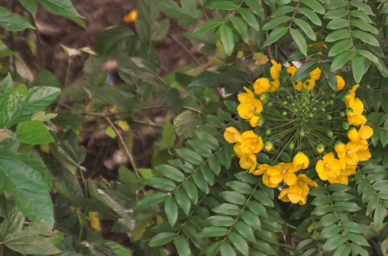 "Desabrochando, as primeiras flores.....ler" de Decio Badari