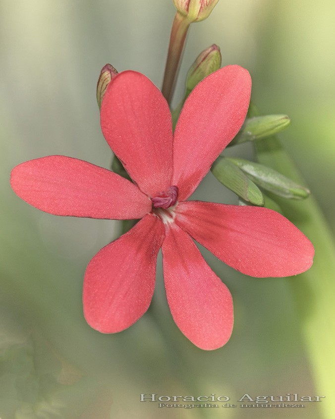 "Flores rojas" de Horacio Aguilar