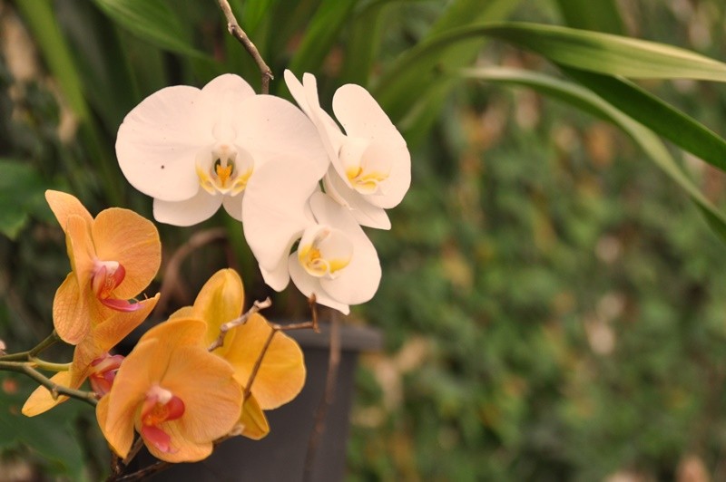 "Lado a lado, Phalaenopsis x hybridus, e suas cores" de Decio Badari