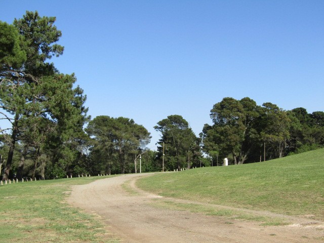 "Pinares" de Miguel Angel Palermo