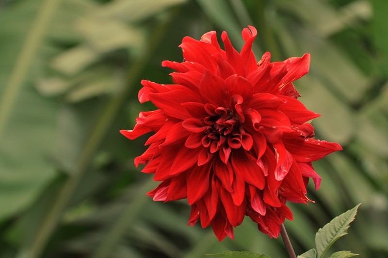 "` O que flor para ser, florescer......leia" de Decio Badari