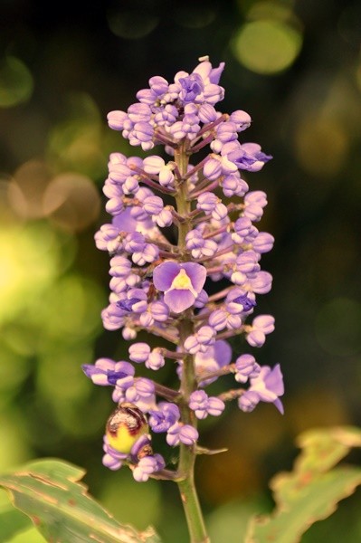 "Toda flor  uma alma que floresce na natureza,..." de Decio Badari