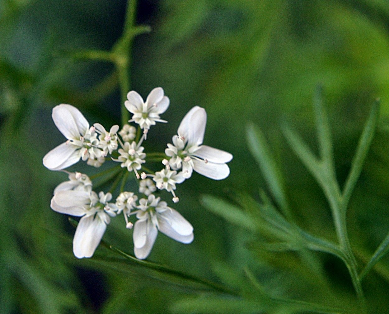 "A pequenina flor do ` Coentro ` ( cilantro )....." de Decio Badari