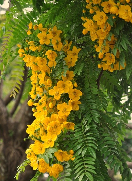 "As flores mais bonitas florescem  sombra. ...ler" de Decio Badari