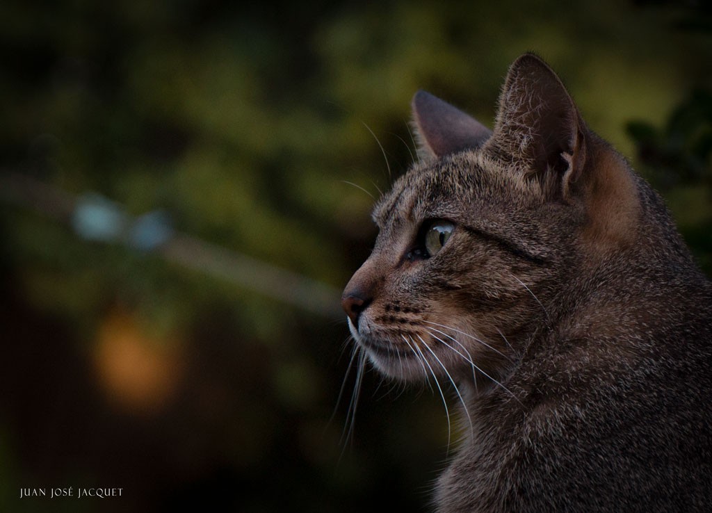 "Ao nuevo felino" de Juan Jose Jacquet