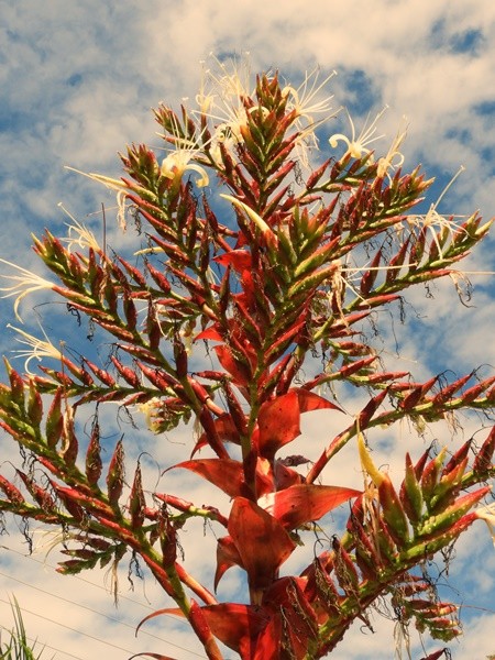 "Na fazenda a ` arvore de Natal `da natureza......" de Decio Badari