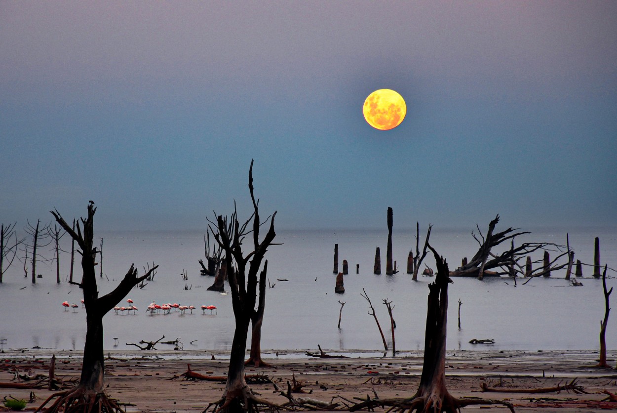 "Luna, Flamencos y Laguna" de Daniel Oliveros