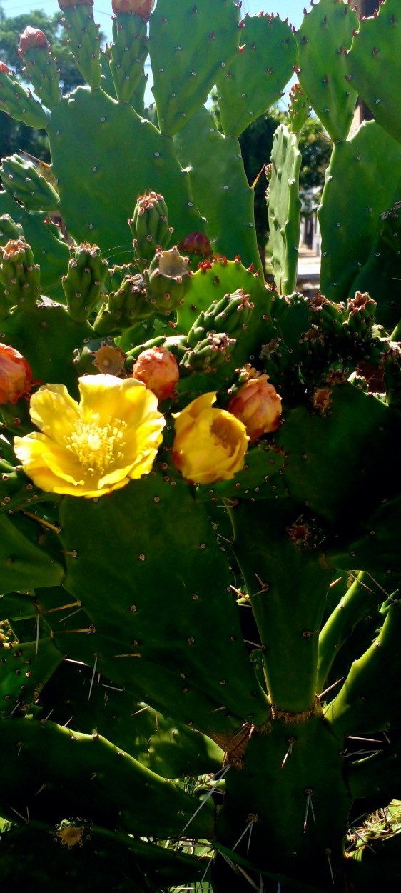 "Tiempo amarillo" de Emilce Beatriz Campusano