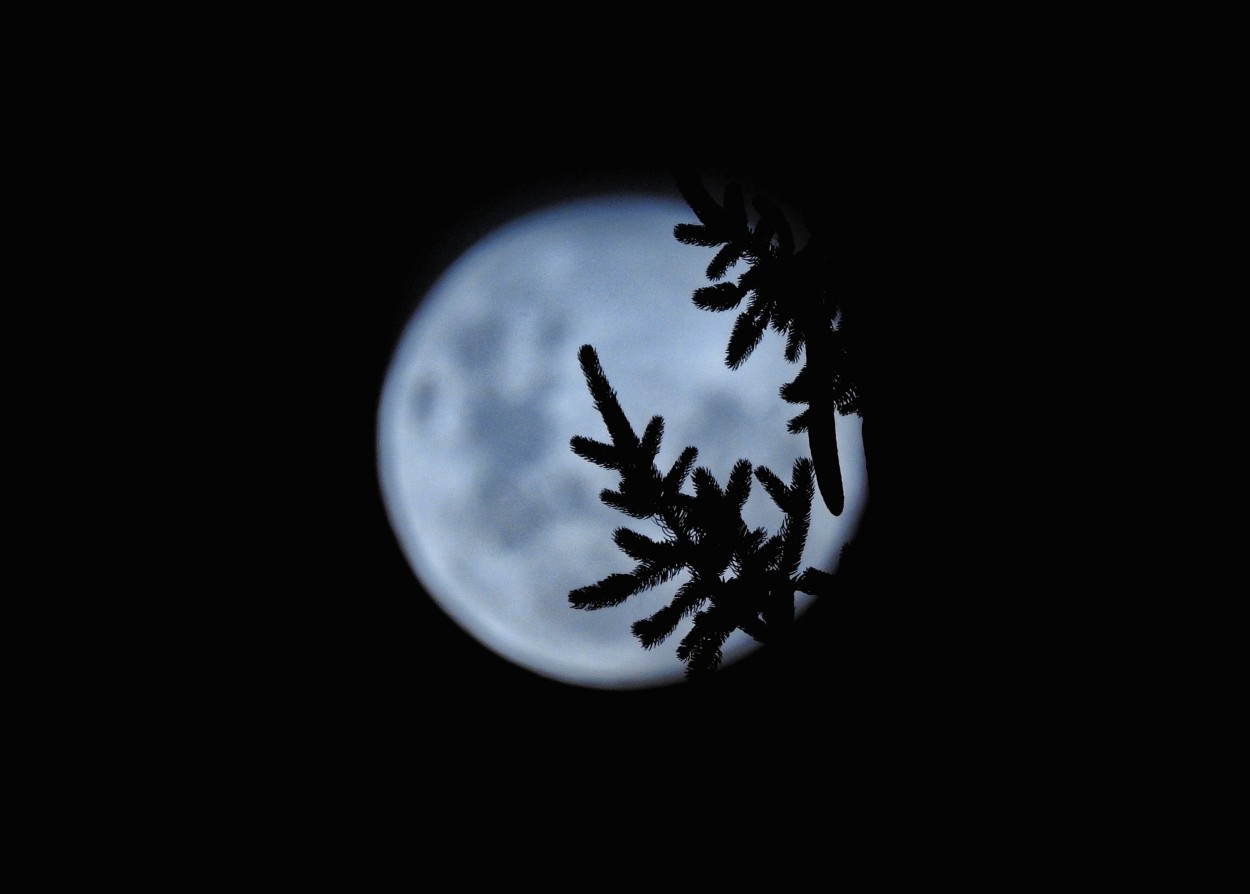 "La Luna y los pinos..." de Marcelo Di Marco