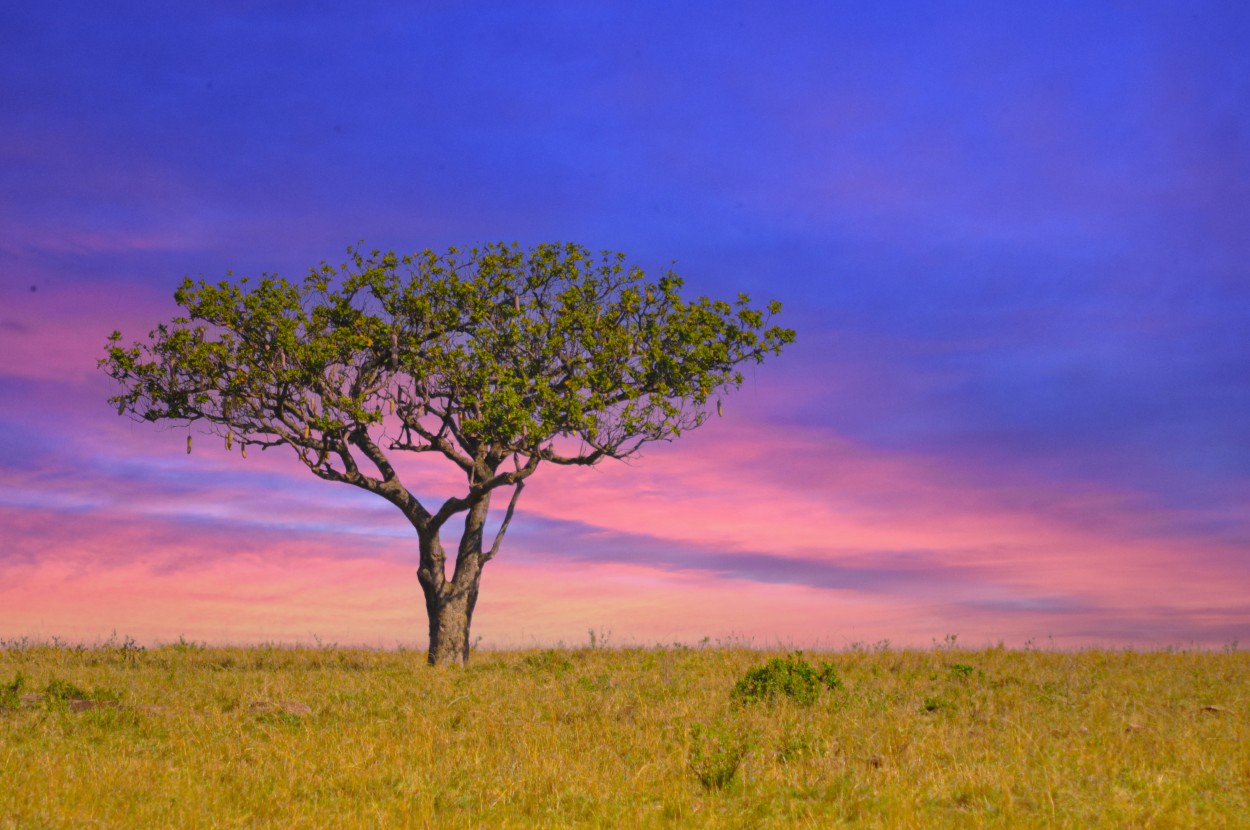 "rbol Solitario" de Daniel Oliveros