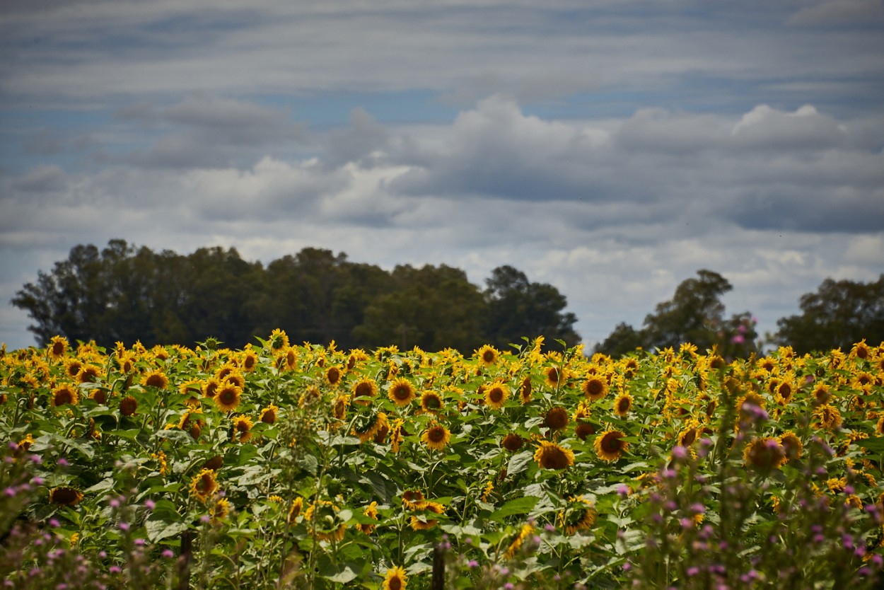 "Girasoles bajo las nubes" de Fernando Valdez Vazquez