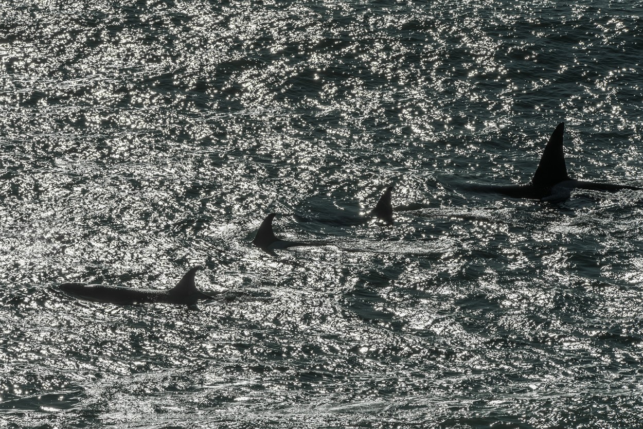 "Contraluces de Orcas" de Otier Eduardo Rodolfo