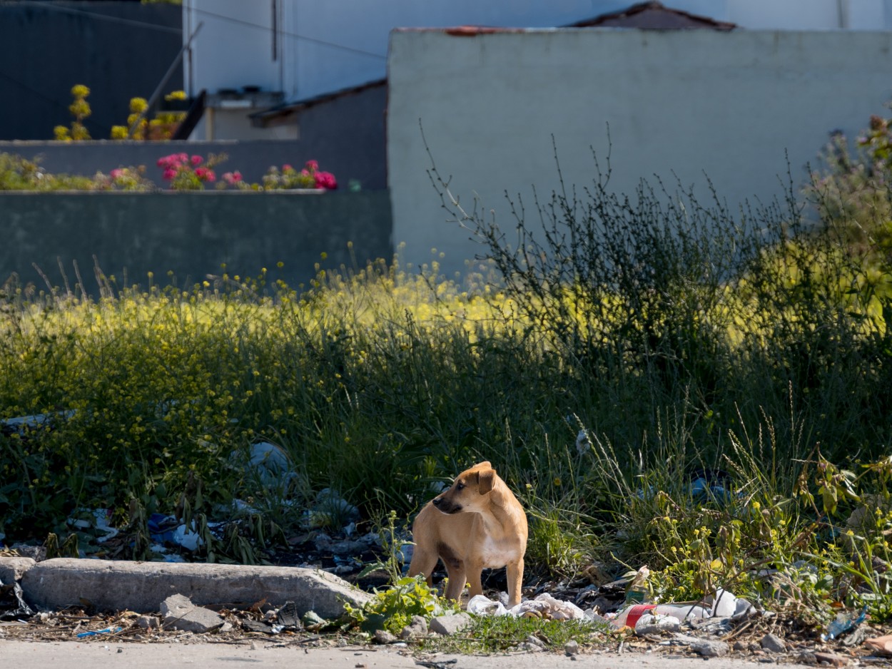 "Doggy" de Marcelo Balbuena