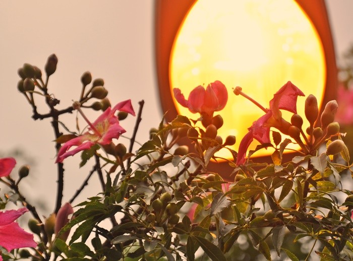 "Finda a tarde, chega a noite, luz e formas....." de Decio Badari