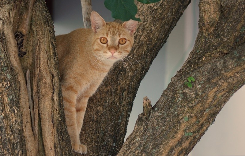 "Uma pose bem felina, para Amigas e Amigos....ler" de Decio Badari