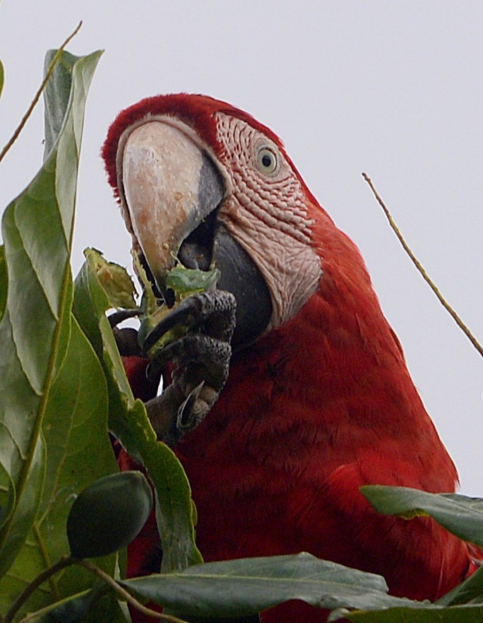 "Guacamayo d visita" de Ana Piris