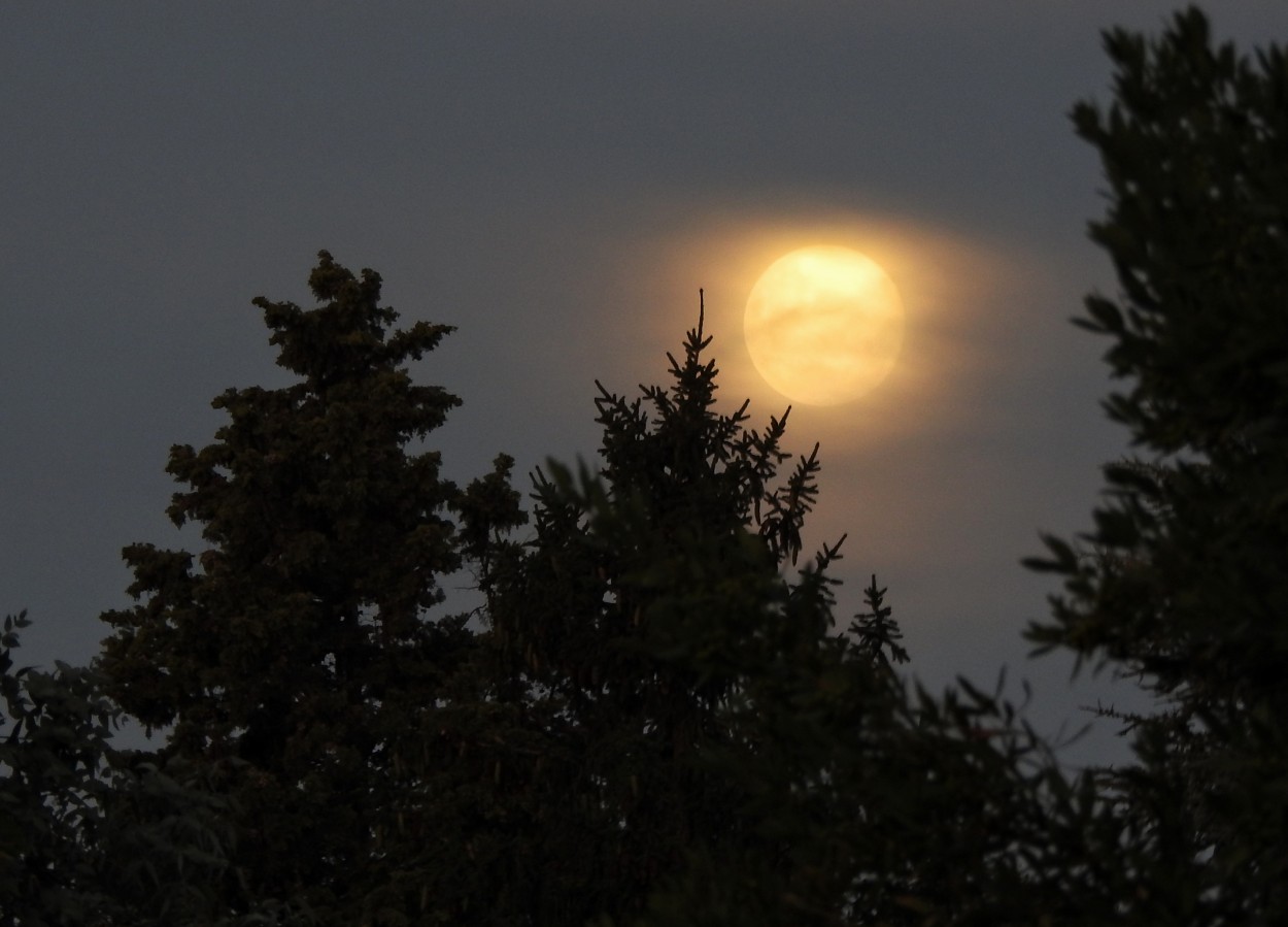 "La Luna, nubes y pinos...." de Marcelo Di Marco