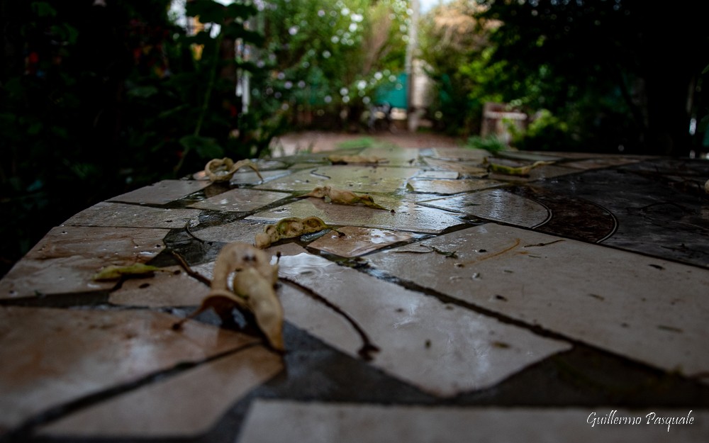 "Un poco de lluvia" de Guillermo Daniel Pasquale