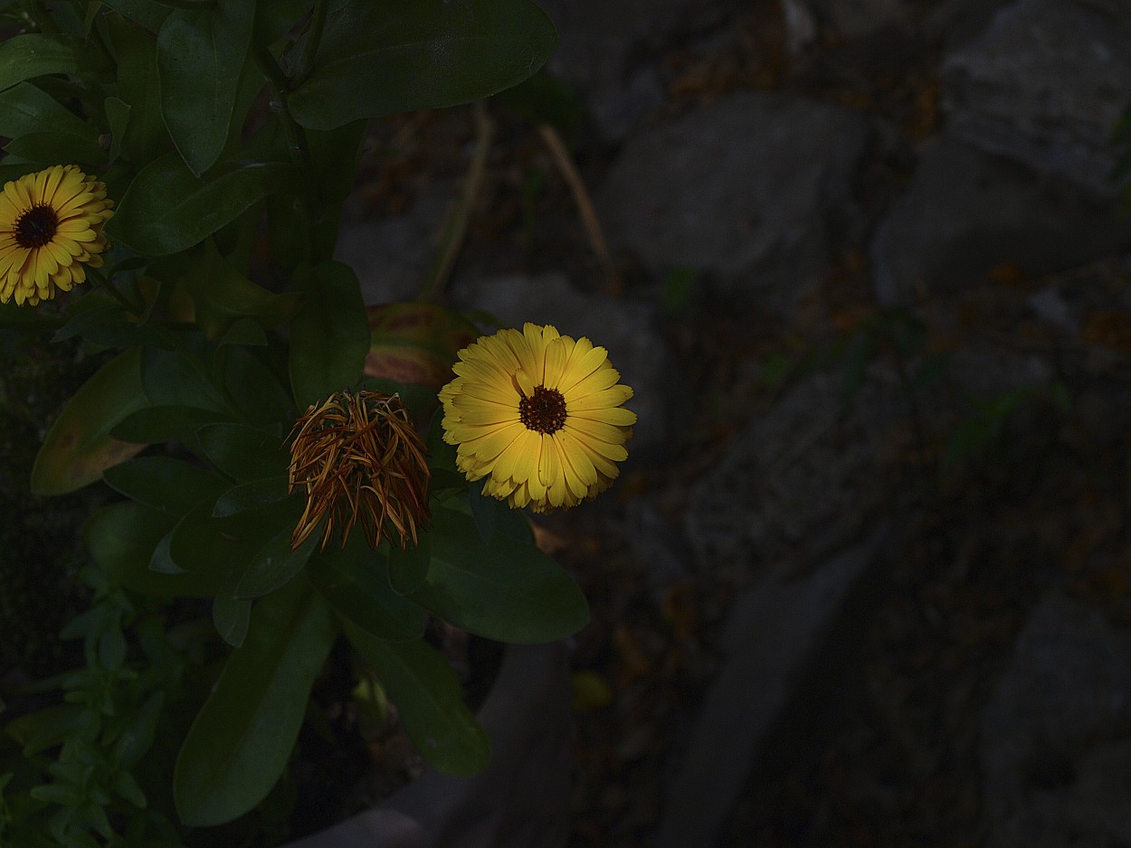 "Una Flor a la Distancia" de Roberto Bernabitti