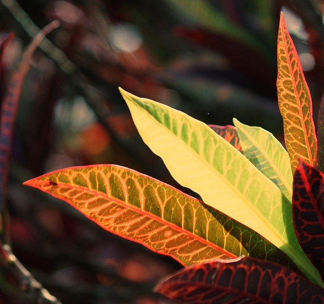 "A ` paleta ` de cores da Me Natureza.....ler" de Decio Badari