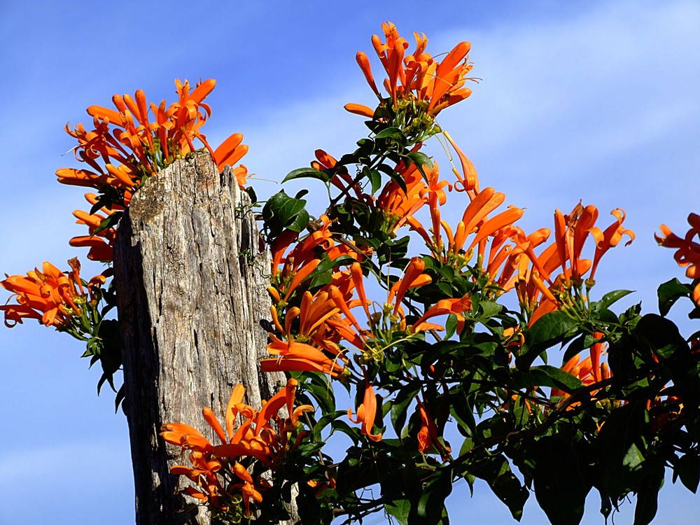 "As lindas flores do ` Cip de So Joo `..ler" de Decio Badari