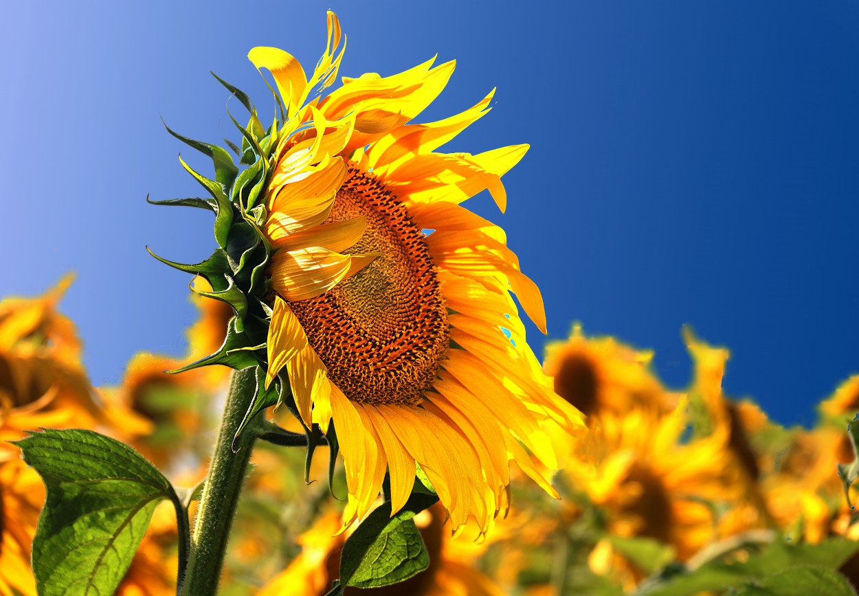 "Helianthus annuus (Girasol)" de Juan Carlos Barilari