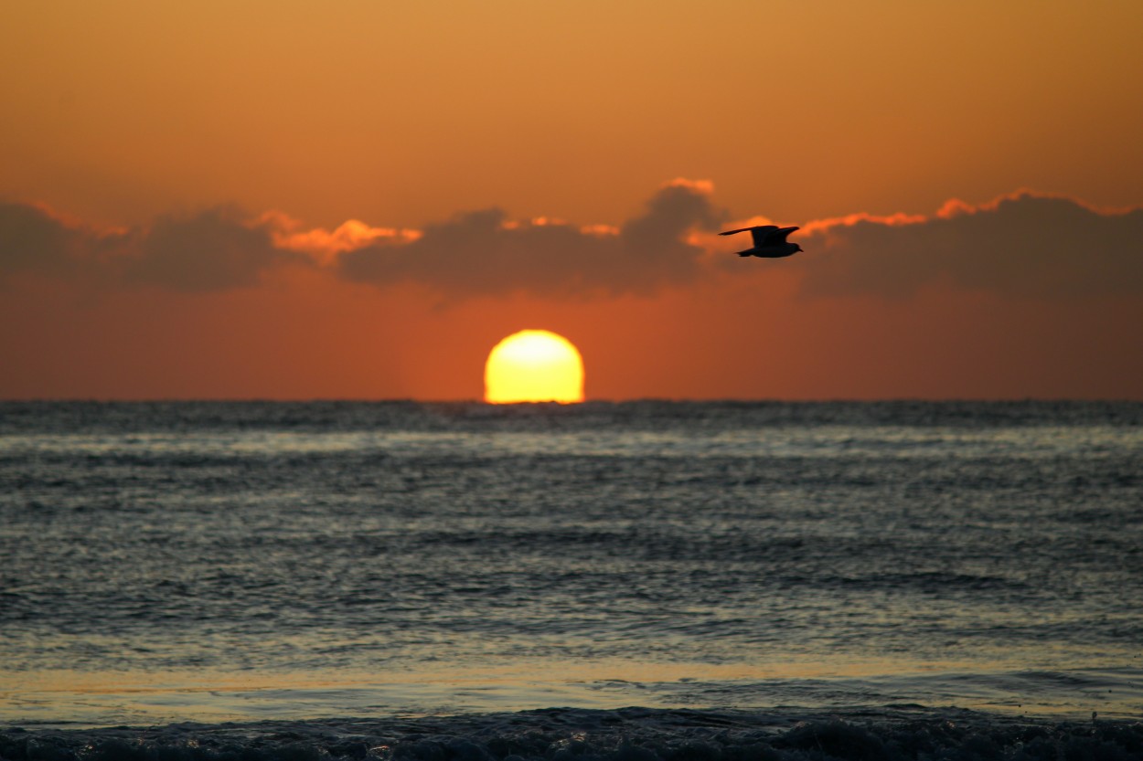 "Vuelo matutino" de Patricio Abel Vera