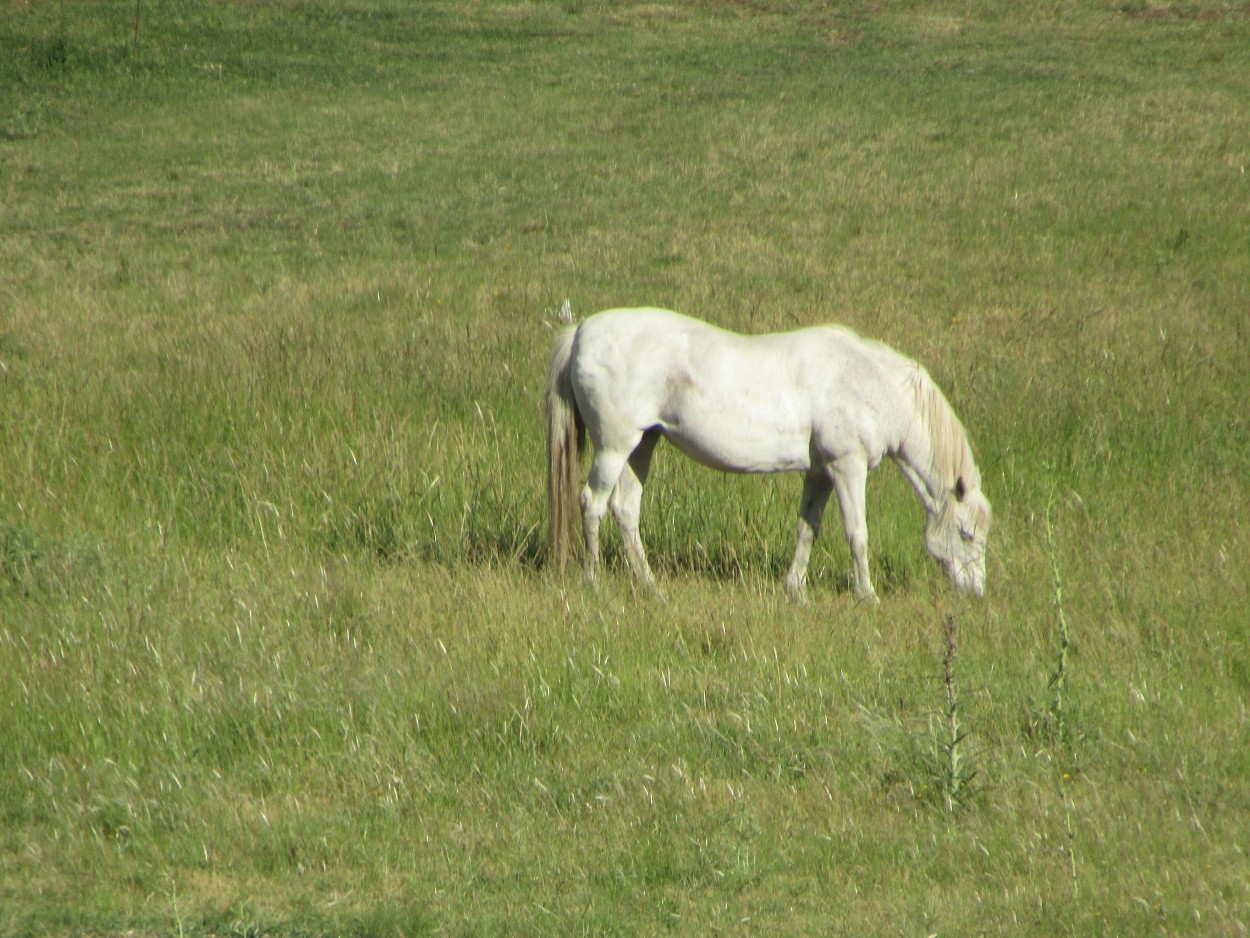 "Caballo blanco " de Miguel Angel Palermo