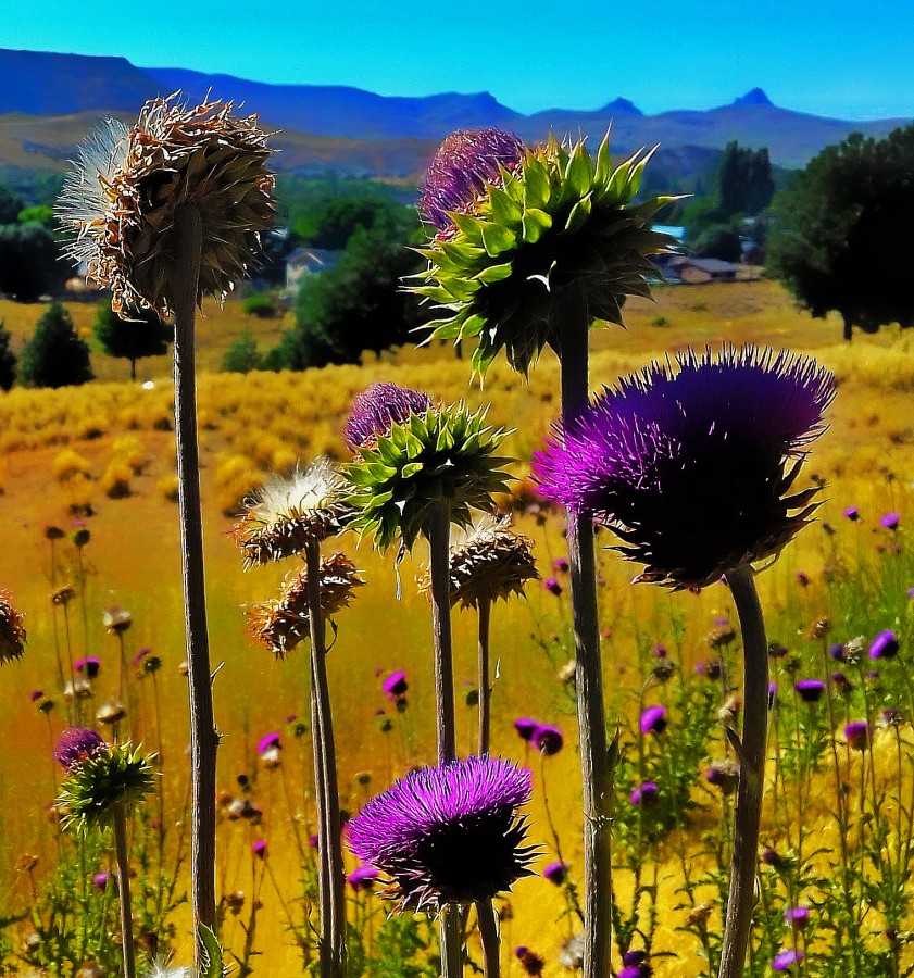 "Girasoles..." de Gustavo Luben Ivanoff