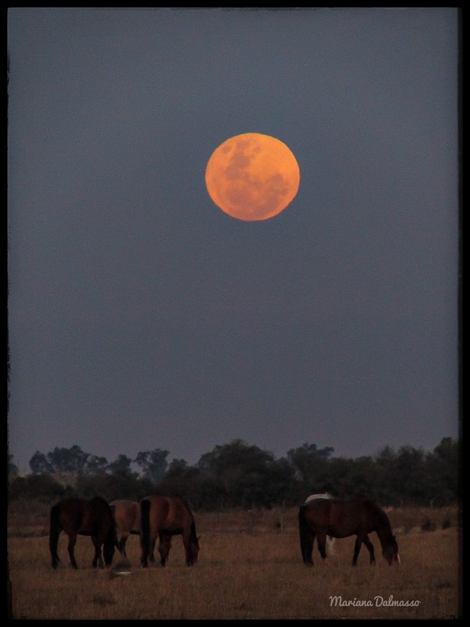 "Super Luna" de Mariana Dalmasso