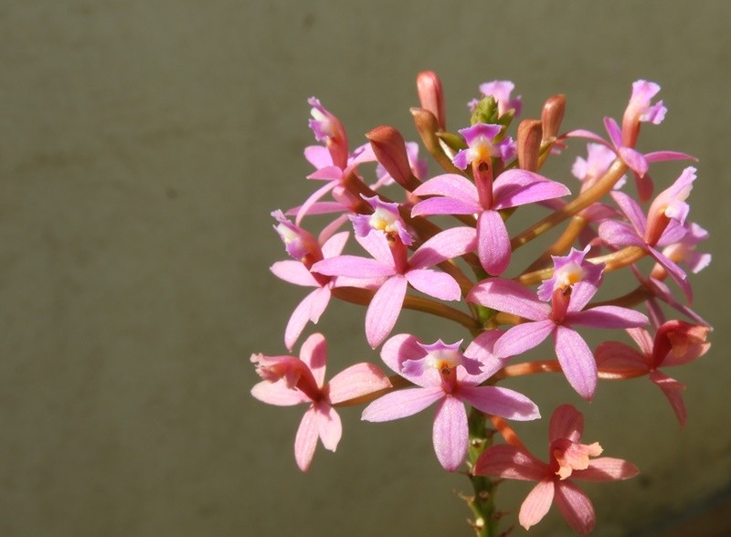 "O olhar de hoje ` mini orqudeas selvagens `......" de Decio Badari