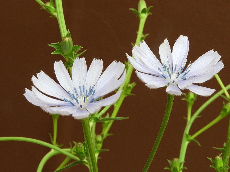 "Em nosso jardim/horta/pomar as flores..leia" de Decio Badari