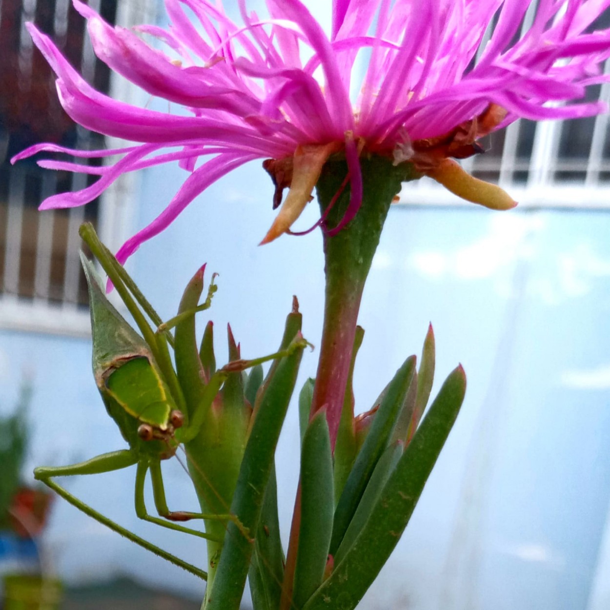 "Un visitante en mis flores.." de Alicia Di Florio