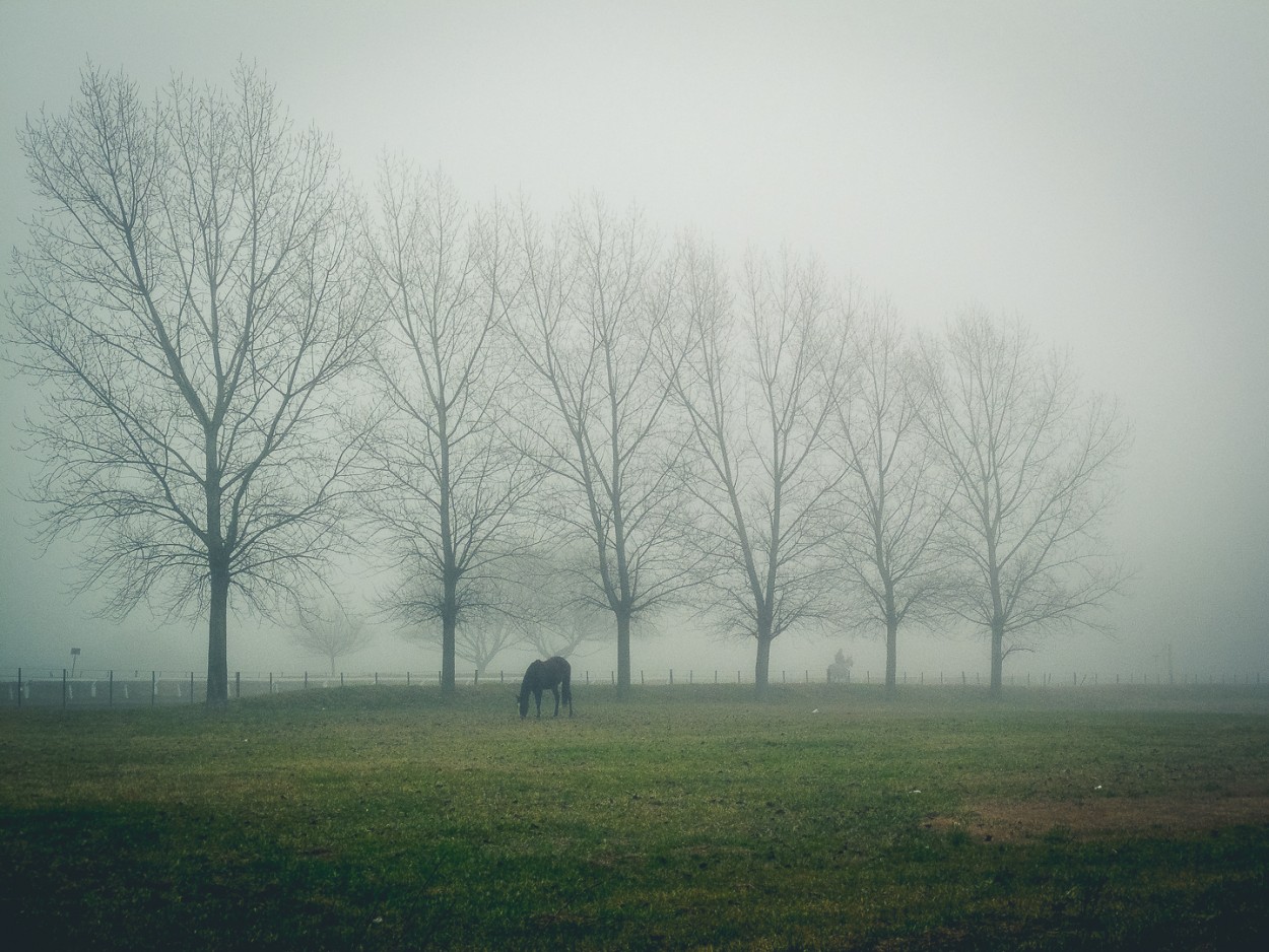 "El jinete perdido en la niebla" de Fernando Valdez Vazquez