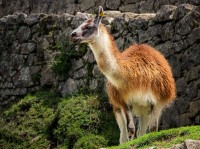 Llama en Machu Pichu