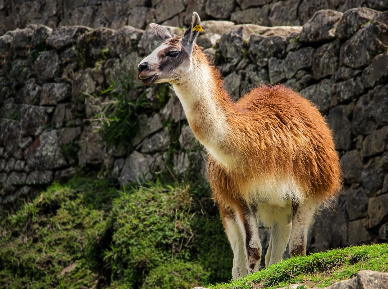 "Llama en Machu Pichu" de Oscar Daro Berstein Podroznik
