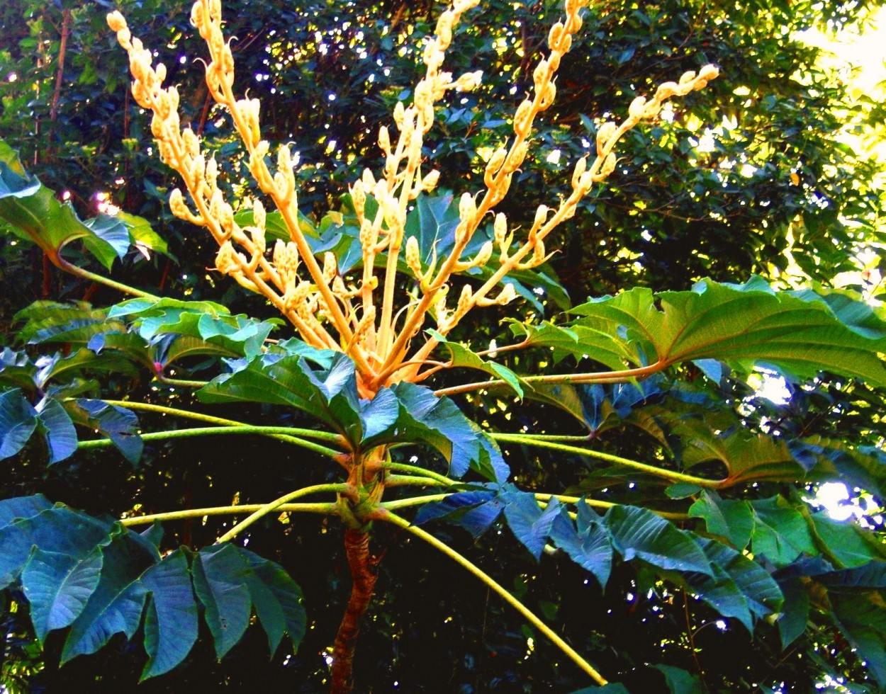 "aralia papifera" de Beatriz Di Marzio