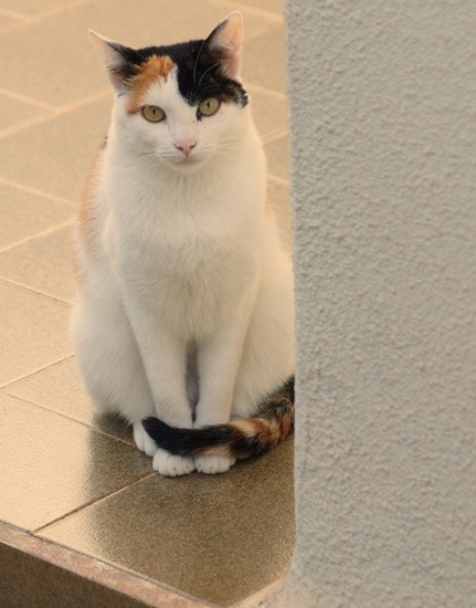 "Uma pose da ` Pitty ` para Amigas e Amigos da....." de Decio Badari