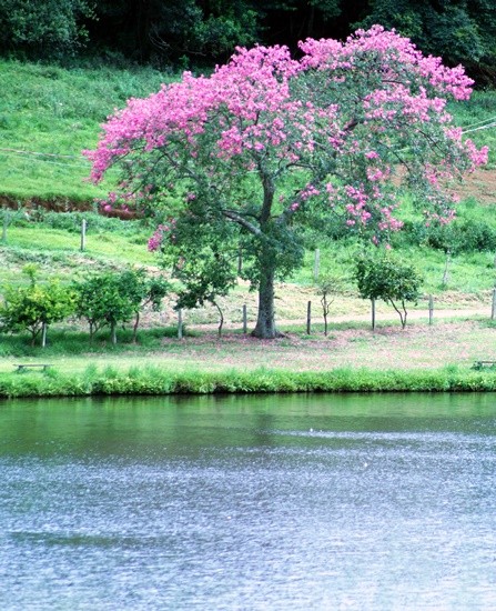 "A primeira florada da ` Paineira `...fv.ler" de Decio Badari