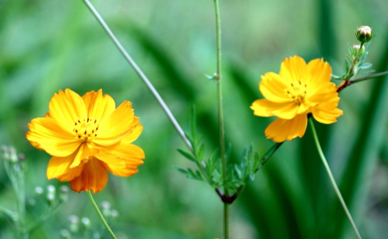 "O que flor pra ser, flores ser!!!! ler" de Decio Badari