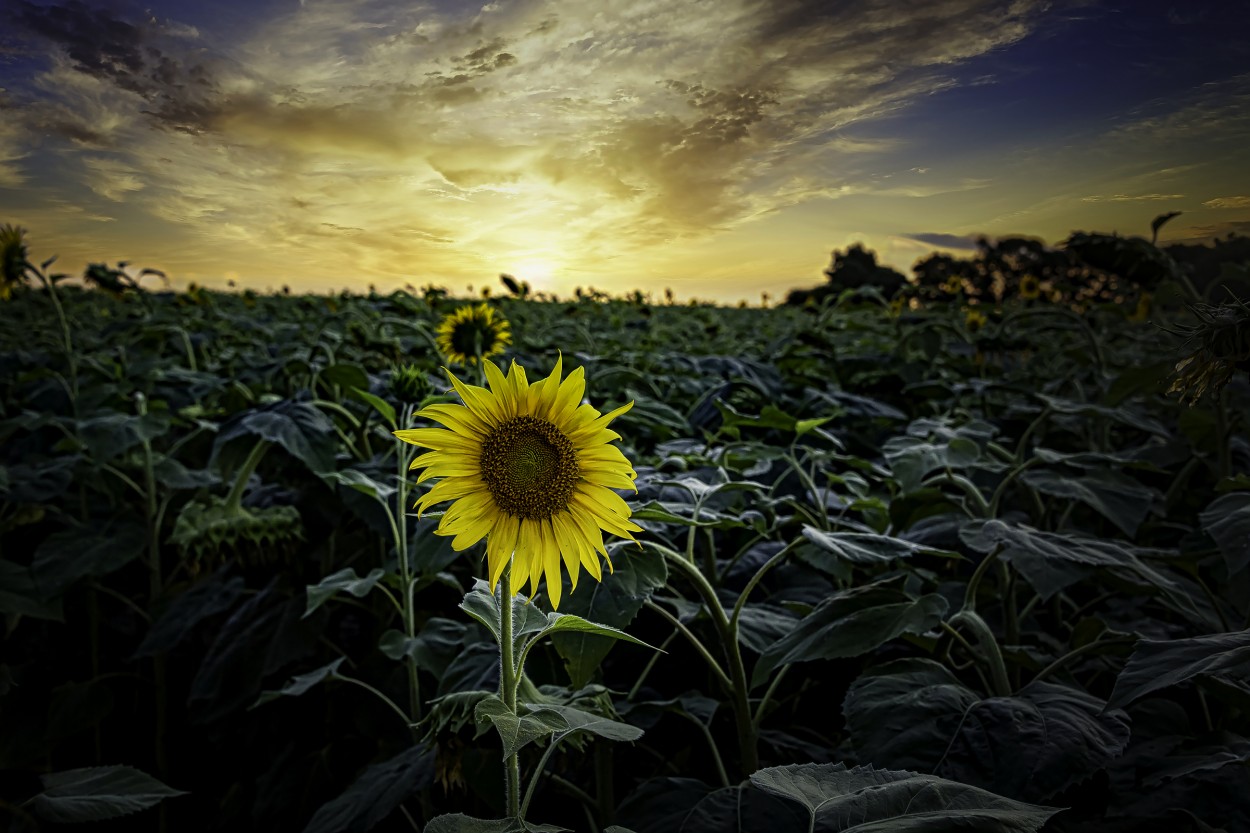 "`Los girasoles de Lezama...`" de Carlos Cavalieri