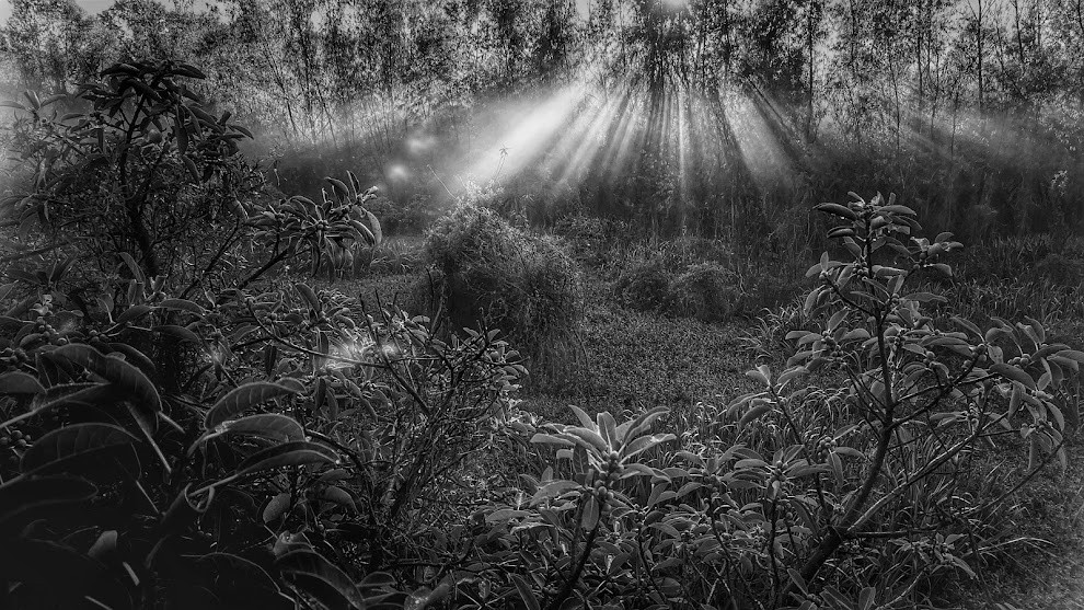 "Rayos entre ramas." de Sergio Oscar Pisani